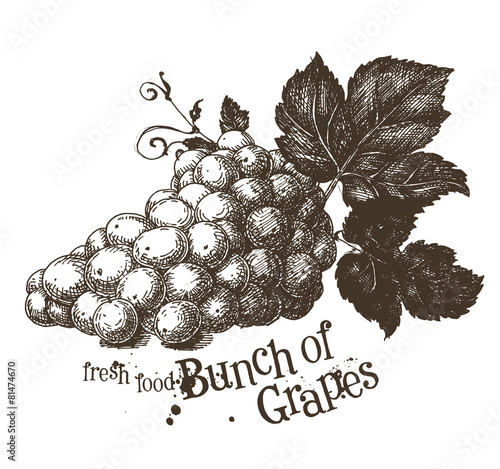 grapevine vector logo design template. vine or fresh food icon.