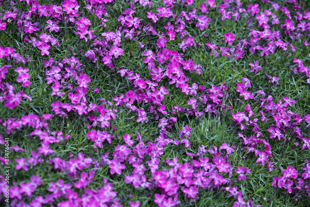 piccoli fiori viola
