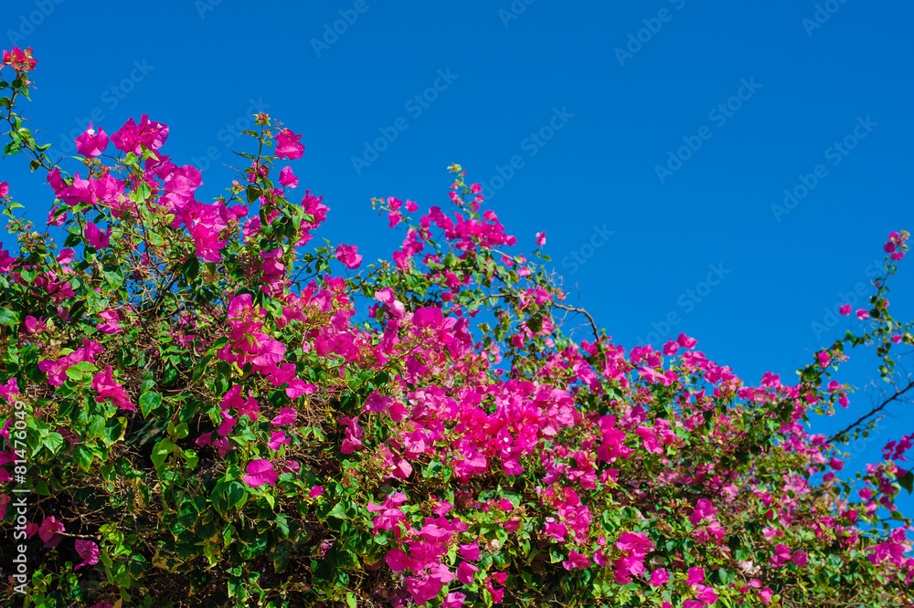 Beautiful flowering shrubs against the blue sky Beautiful flowering shrubs against the blue sky