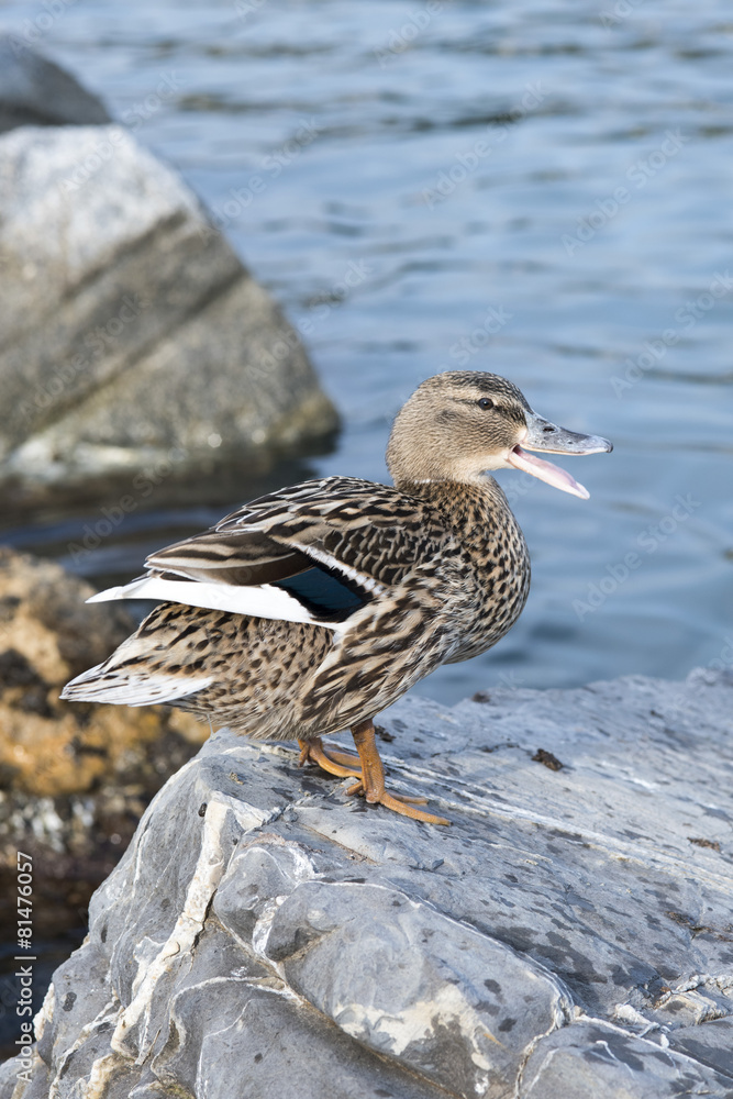 Anatra starnazzante su uno scoglio in riva al mare
