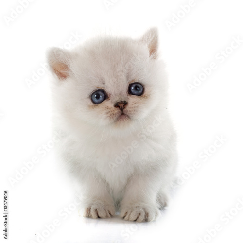 Fototapeta Naklejka Na Ścianę i Meble -  kitten exotic shorthair