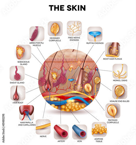 Skin anatomy in the round shape, detailed illustration