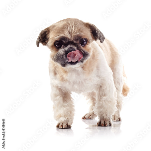 The decorative licking lips doggie of breed of a shih-tzu