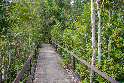 Pathway in mangrove forest