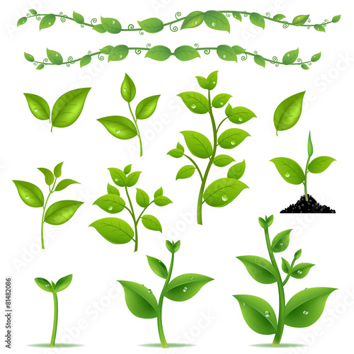 Set Leaves And Plants