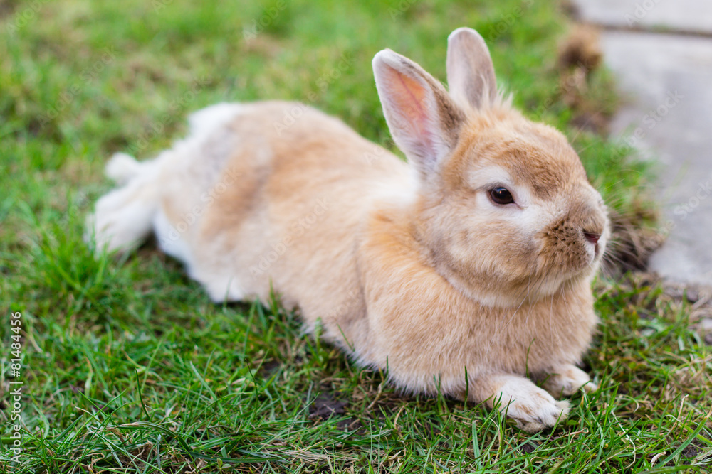 small brown bunny on green grass in summer garden small brown bunny on green grass in summer garden