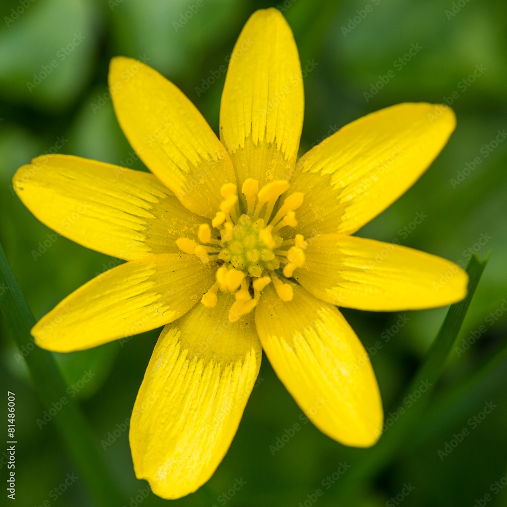 Single Celandine Single Celandine