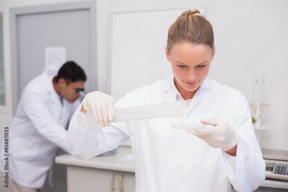 Serious scientist filling a petri dish Serious scientist filling a petri dish