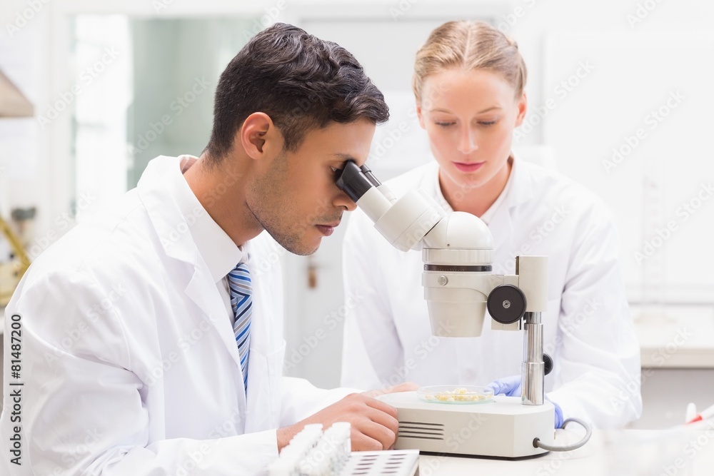 Scientists observing petri dish with microscope Scientists observing petri dish with microscope