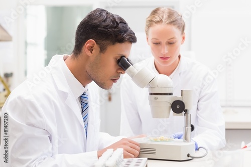 Scientists observing petri dish with microscope