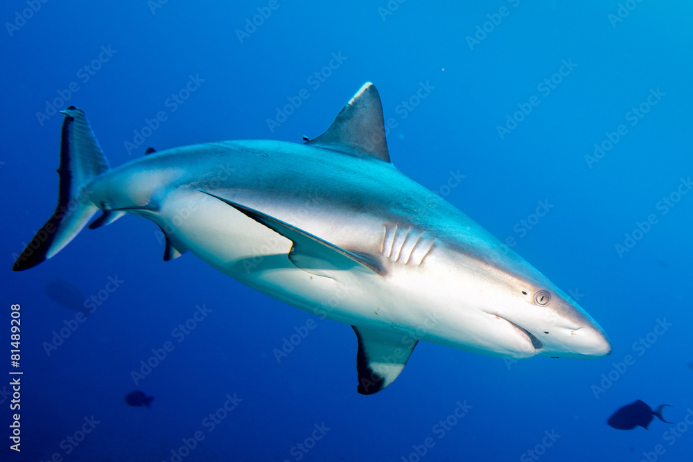 Fototapeta premium Grey shark jaws ready to attack in the blue