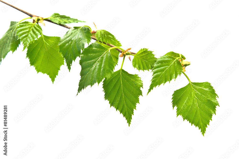 Fototapeta premium Birch branch with leafs on white background