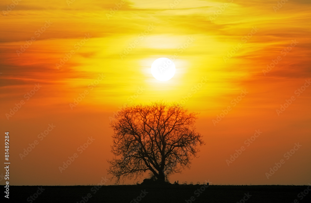 Alone tree on meadow at sunset with sun Alone tree on meadow at sunset with sun