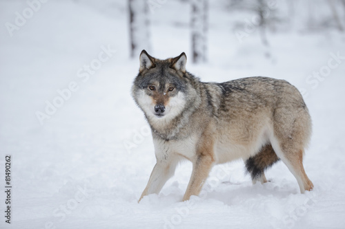 Lone wolf in snow © Natureimmortal