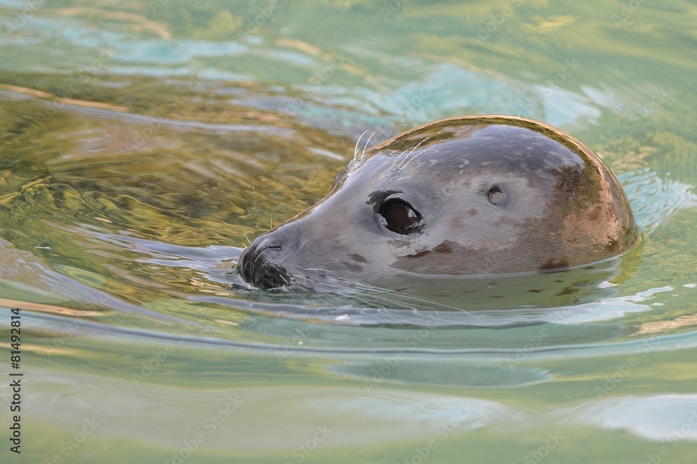 Obraz premium Foca comune