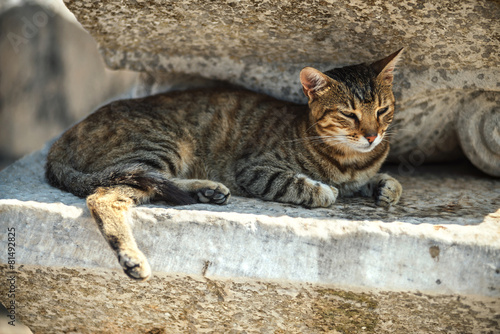 Turkey  Ephesus  a cat  Felis catus  in ruins of the ancient rom