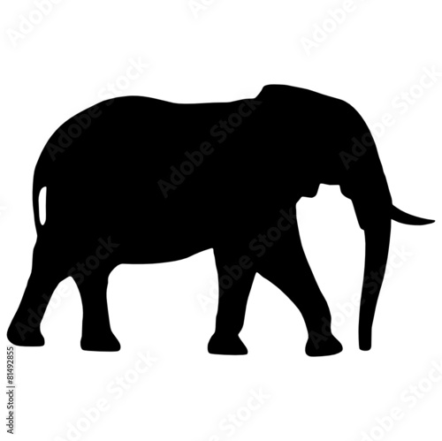 Elefant