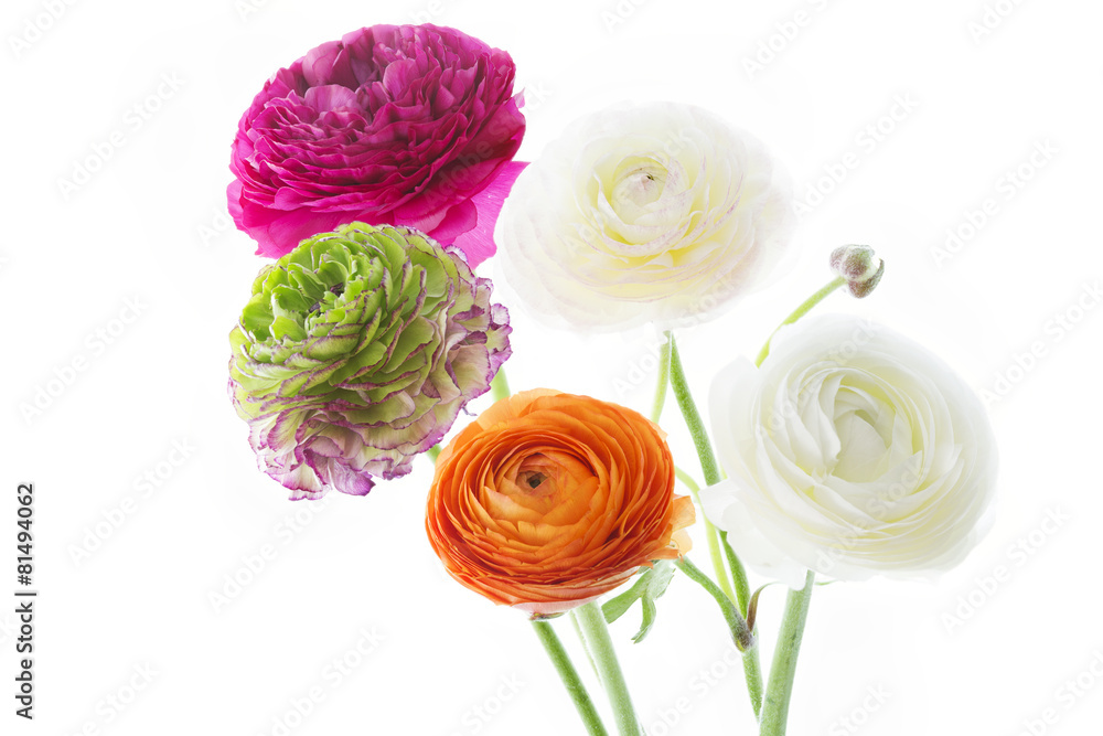 Fototapeta premium Strauß mit Ranunkel auf weißem Hintergrund