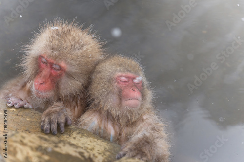 温泉を楽しむおさるさん the monkey of the hot spring © norikko