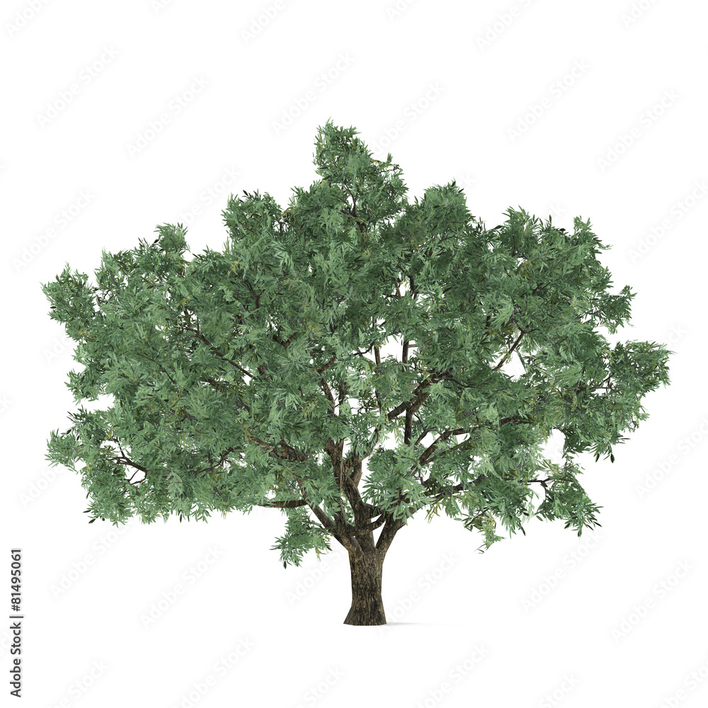 Tree isolated. Salix fragilis