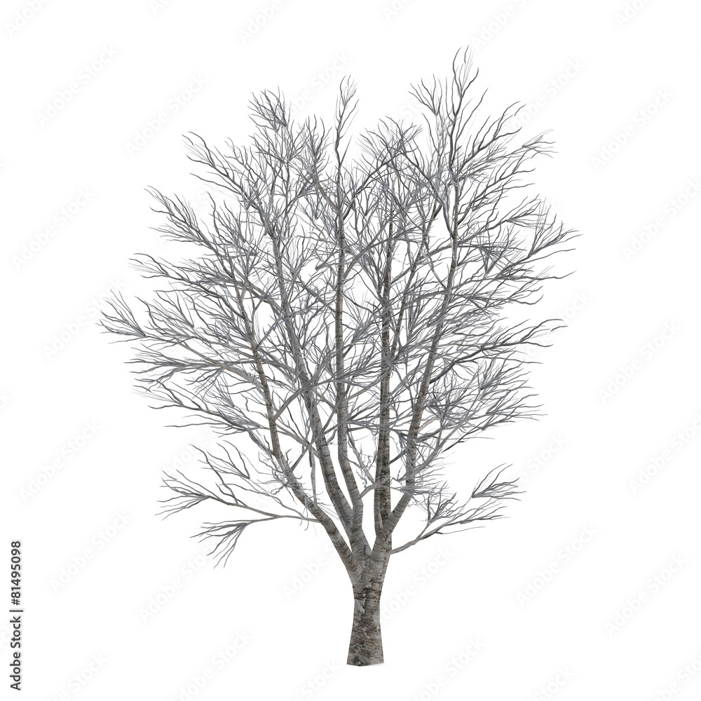 Dead tree without leaves isolated. Acer Dead tree without leaves isolated. Acer