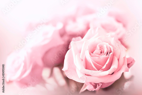 pink roses