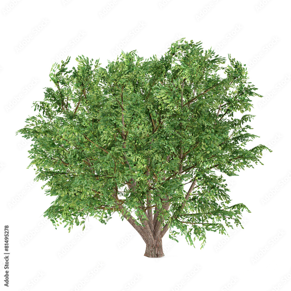 Obraz premium Tree isolated. Ulmus Campestris