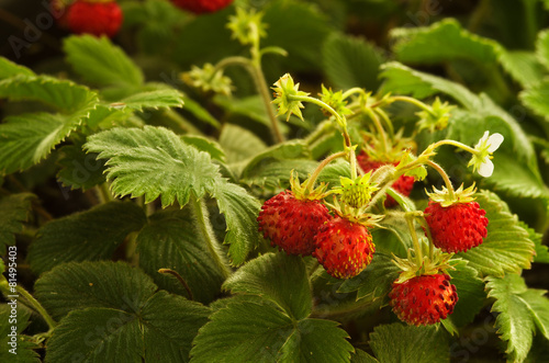 Wild strawberry plant with red fruit - Fragaria vesca