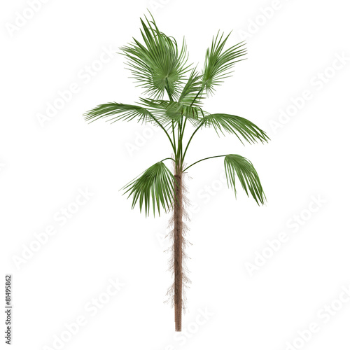 Palm tree isolated. Zombia antillarum