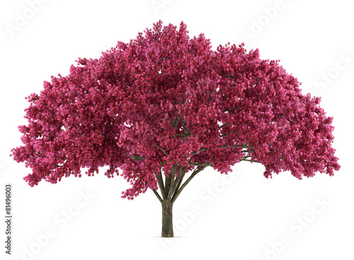 Japan tree sakura isolated. Prunus cerasus