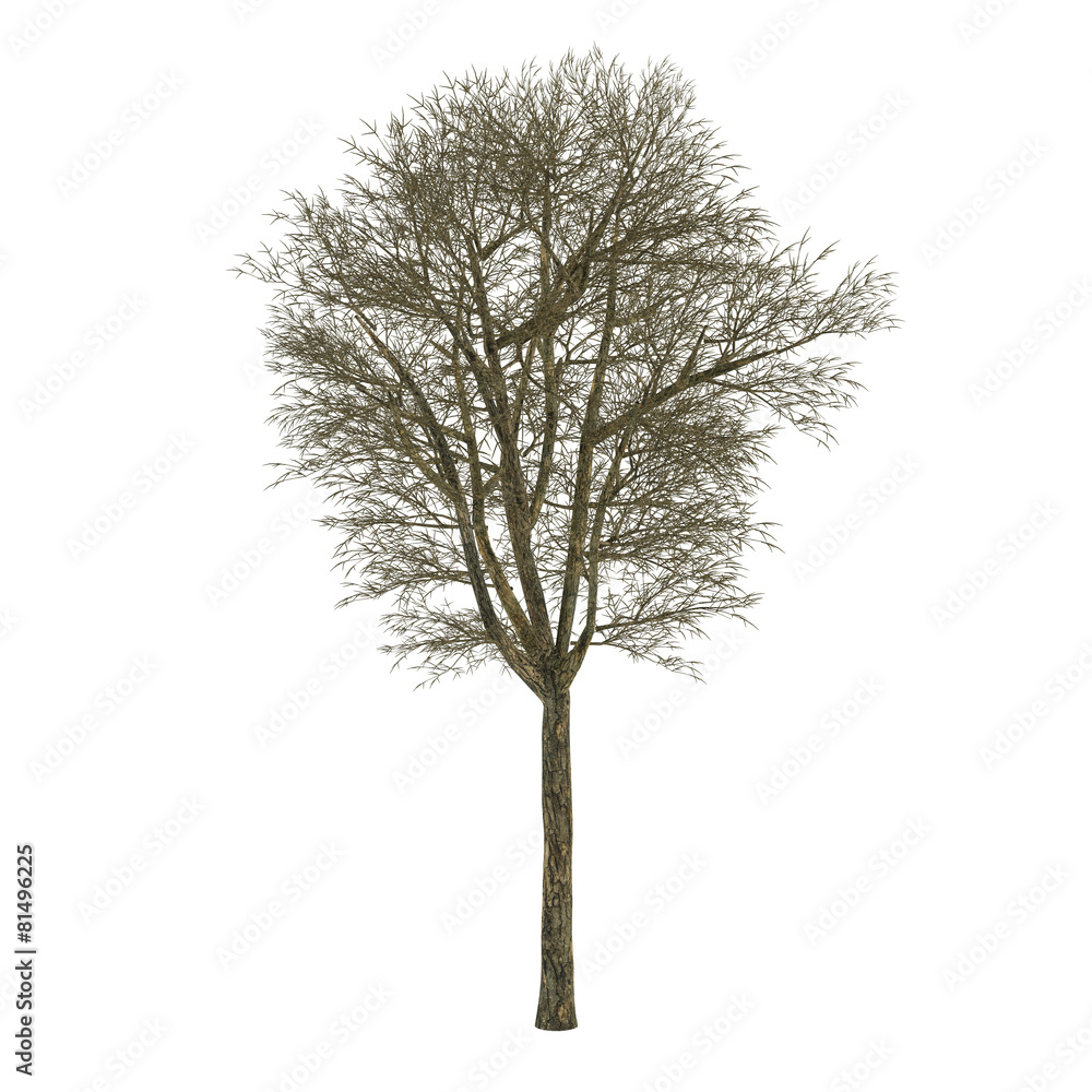 Dead tree without leaves isolated. Acer Dead tree without leaves isolated. Acer