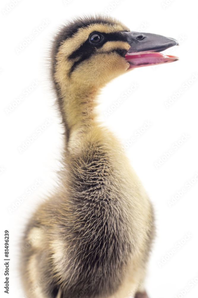 American Pekin Duckling American Pekin Duckling