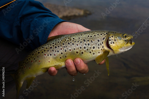 brown trout in the hands of men