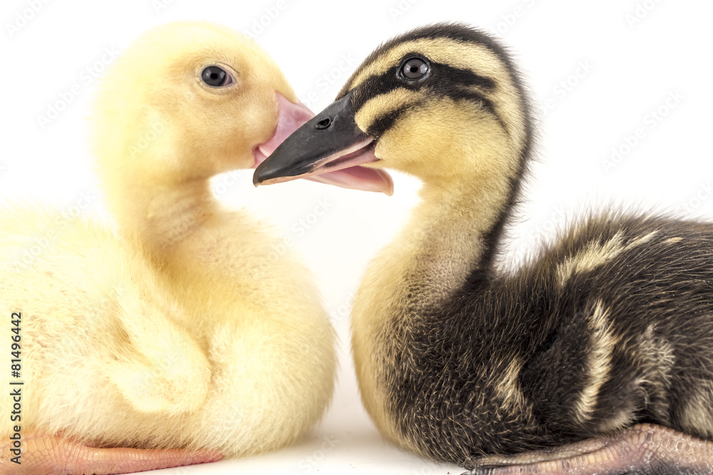 American Pekin Duckling American Pekin Duckling
