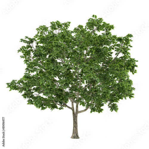 Tree isolated. Acer platanoides maple