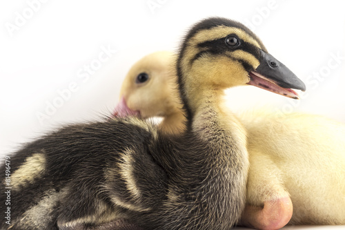 American Pekin Duckling