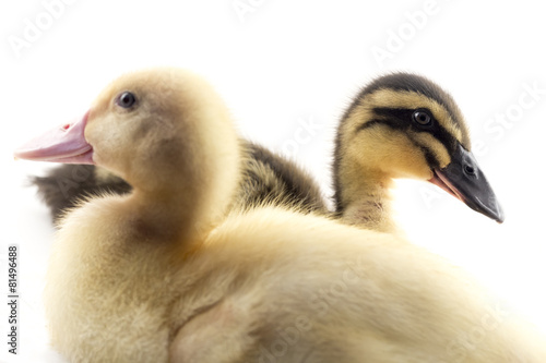 American Pekin Duckling © Ezume Images