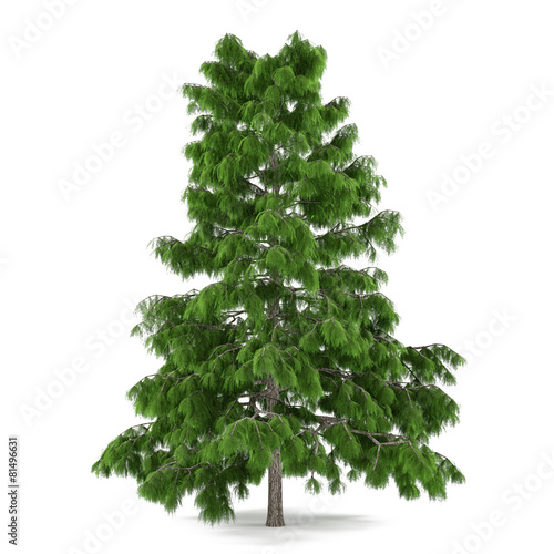 Tree pine isolated. Cedrus deodara photo