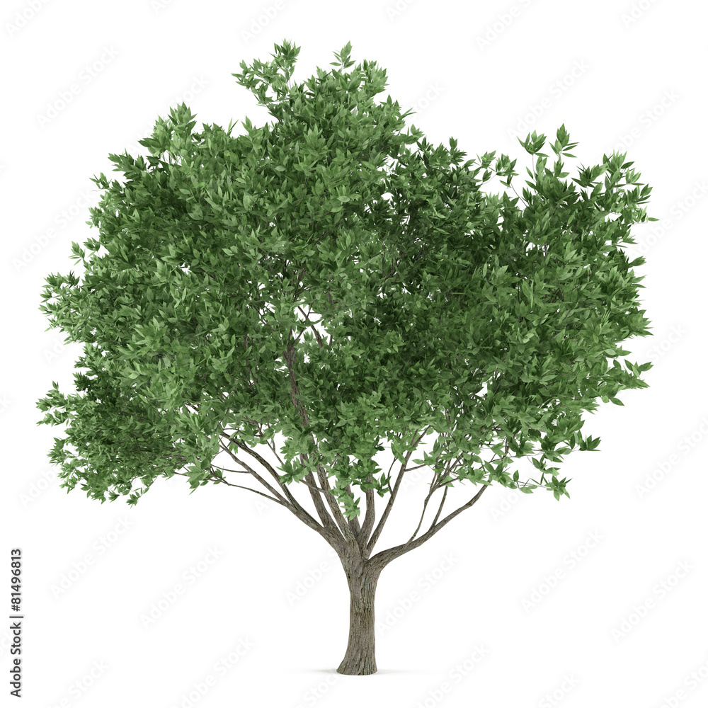 Tree isolated. Olea europaea