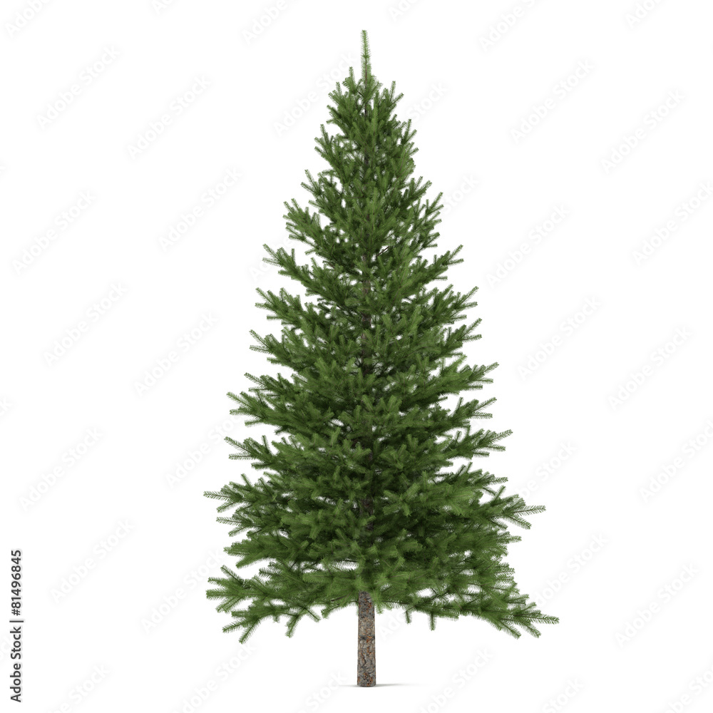 Tree isolated. Pinus fir-tree
