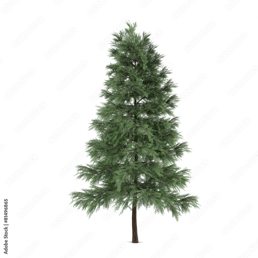 Tree isolated. Pinus sylvestris fir-tree