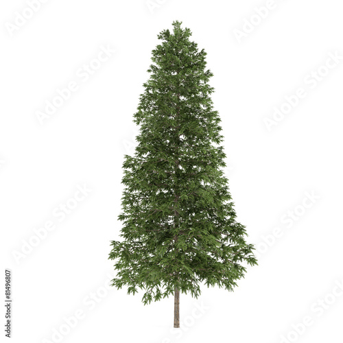 Tree isolated. Picea abies fir-tree