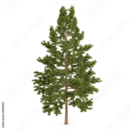 Tree pine isolated. Pinus strobus photo