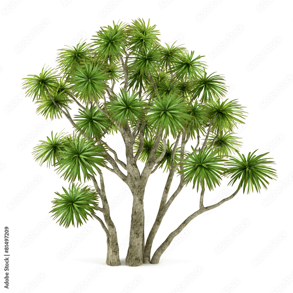 Palm plant tree isolated. Cordyline australis