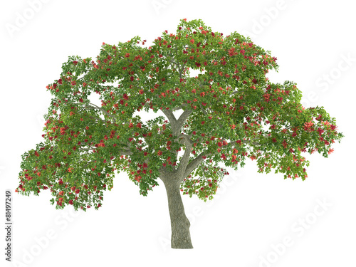 Tree isolated. Erythrina