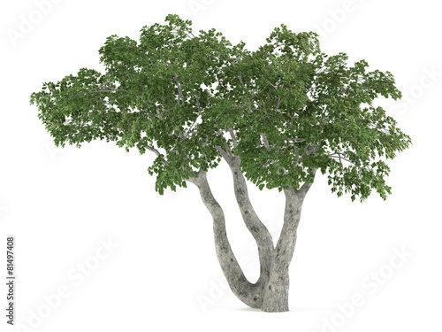 Tree isolated. Ficus benjamina