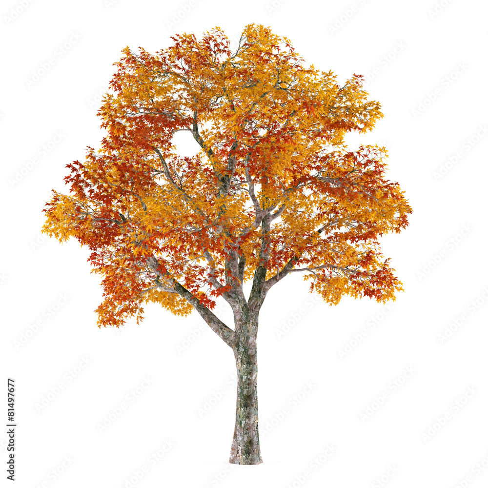 Naklejka premium Autumn tree isolated. Platanus