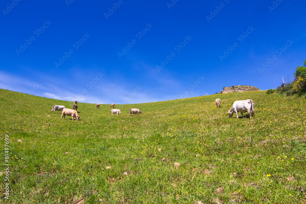 Fototapeta premium Herd of cows at summer green field in sicily