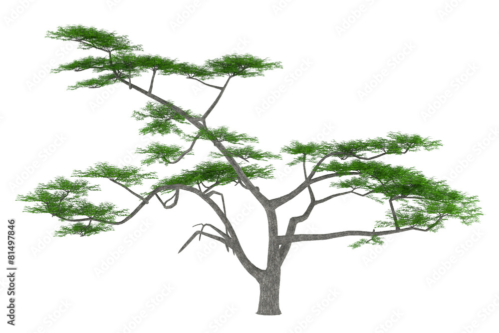 Tree isolated. Acacia constricta
