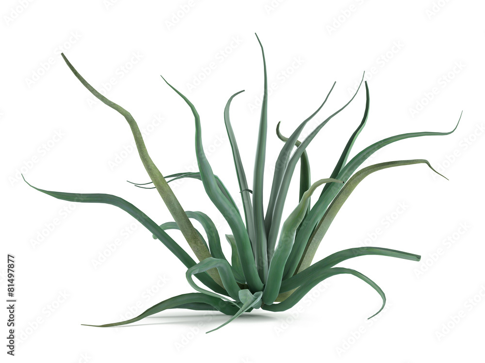 Plant bush isolated. Agave vilmoriniana Plant bush isolated. Agave vilmoriniana